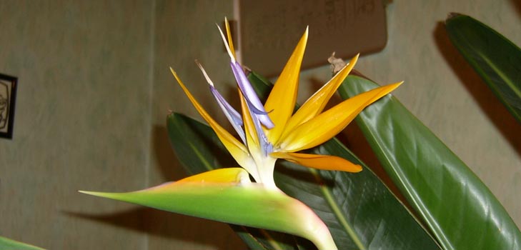 Strelitzia royal: valokuva ja asianmukainen hoito kotona