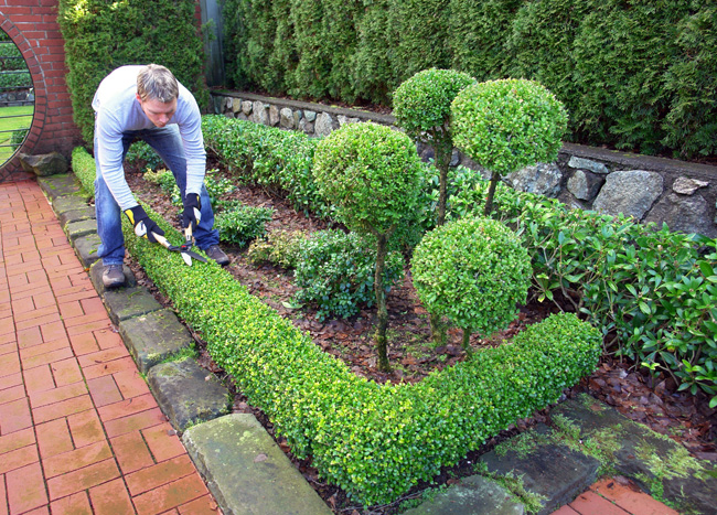 Topiary art