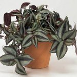 Tradescantia: kuvaus ja hoito Tradescantia: kuvaus ja hoito