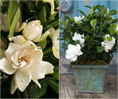 Hoito gardenia kotona, valokuva Hoito gardenia kotona, valokuva