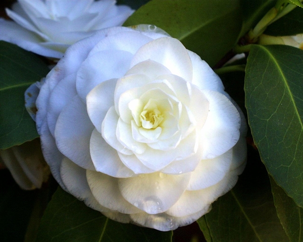 Camellian hoito kotona, valokuva