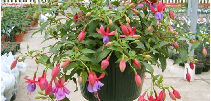 fuchsia kukka
