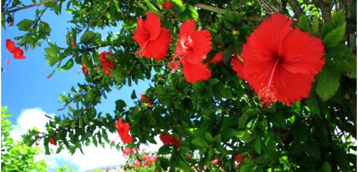 Hibiscus-kukat
