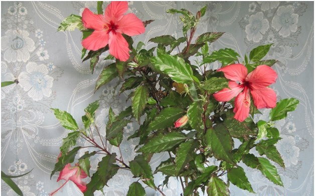 Hibiscus talossa