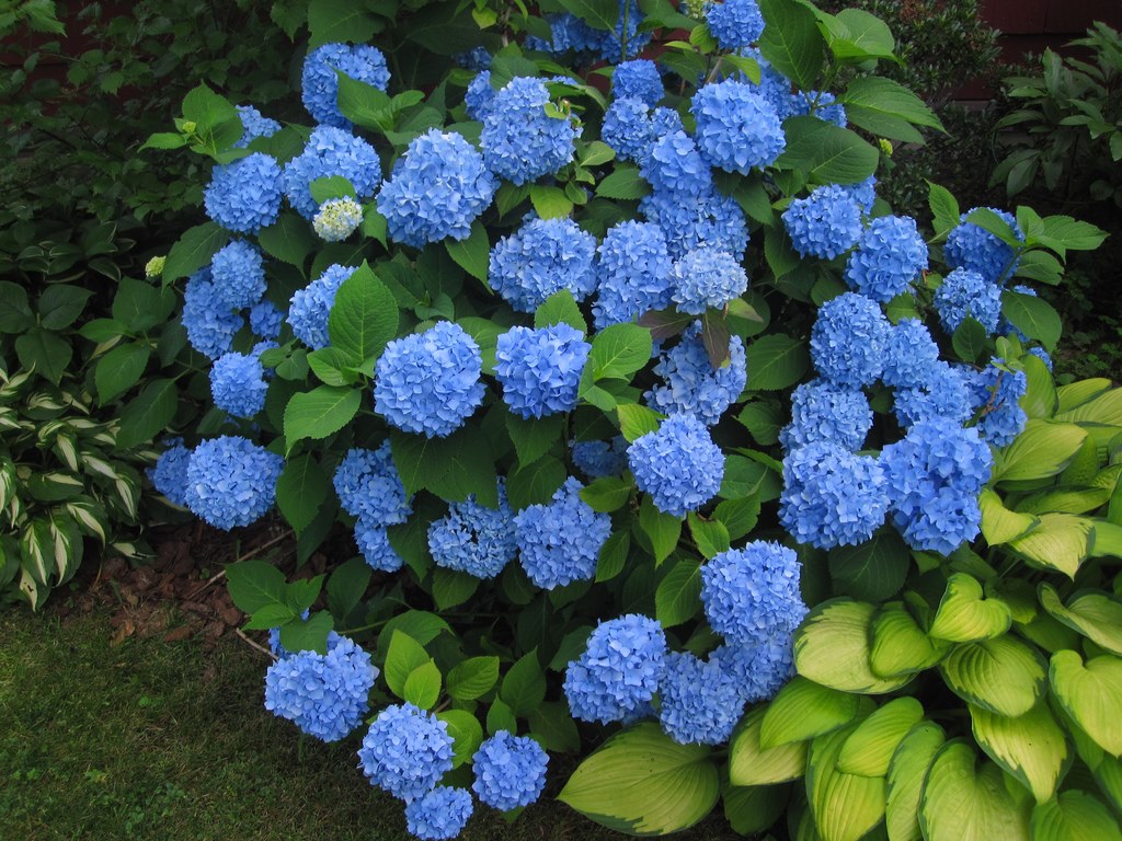 Kasvavat hortensiot kotona