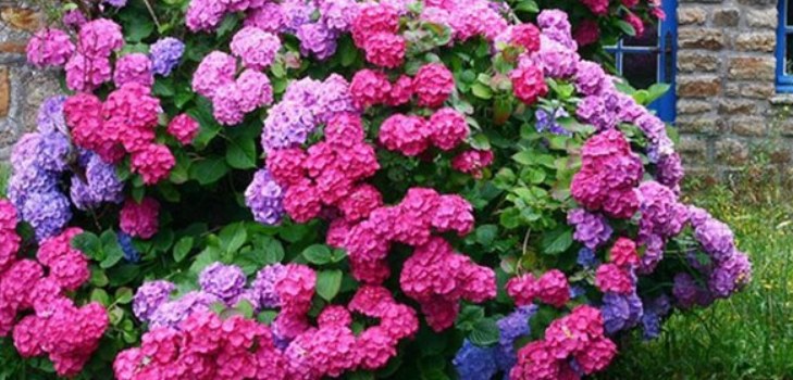kukkia hydrangeas