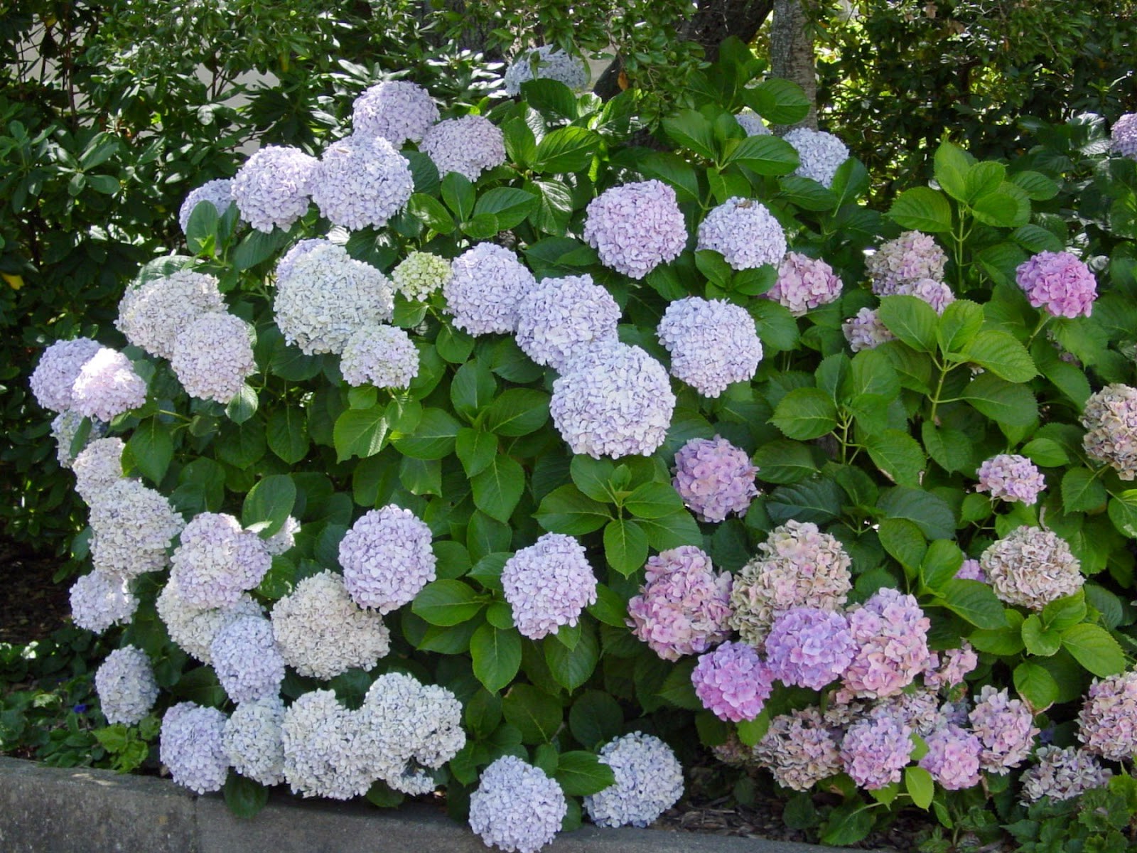hydrangean holkki