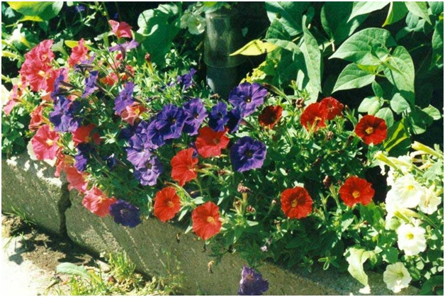 kaunis petunia