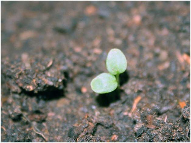 kukka sprout