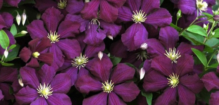 Clematis kukat