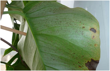 sairaana monstera