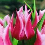 Tulppaanien viljely puutarhassa Tulppaanien viljely puutarhassa