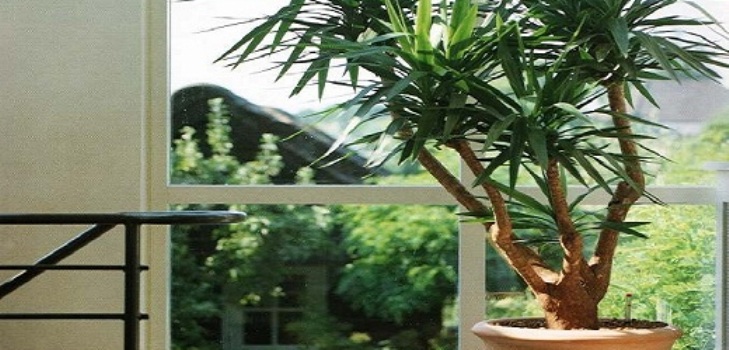 Yucca kotona: hoito ja lisääntyminen