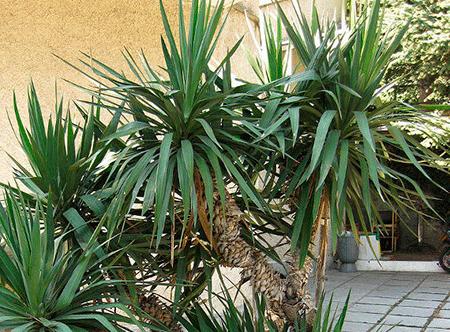 Yucca kotona: hoito ja lisääntyminen