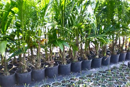 Yucca kotona: hoito ja lisääntyminen