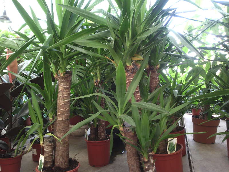 Yucca kotona: hoito ja lisääntyminen