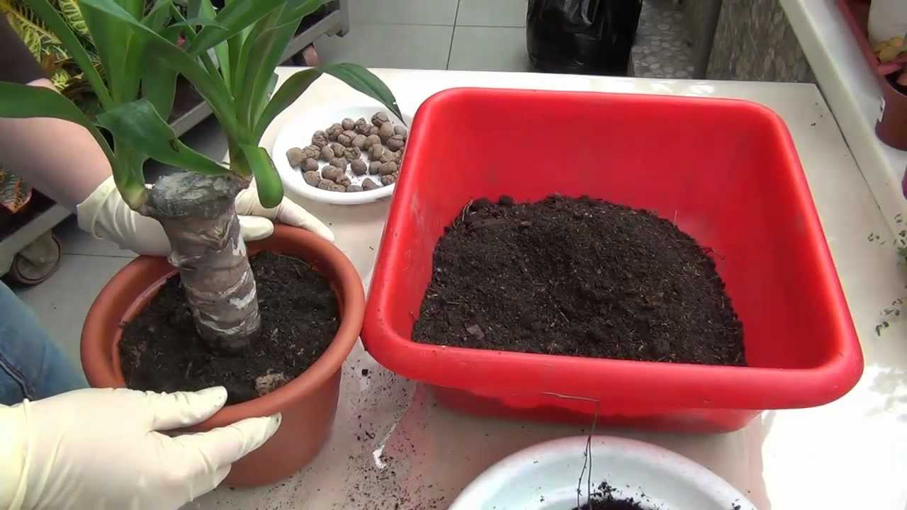 Yucca kotona: hoito ja lisääntyminen