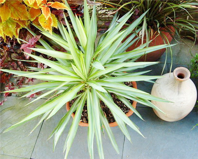 Yucca kotona: hoito ja lisääntyminen