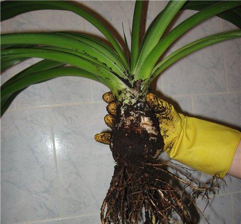 Yucca kotona: hoito ja lisääntyminen