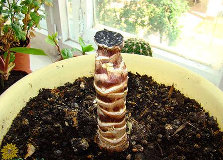 Yucca kotona: hoito ja lisääntyminen