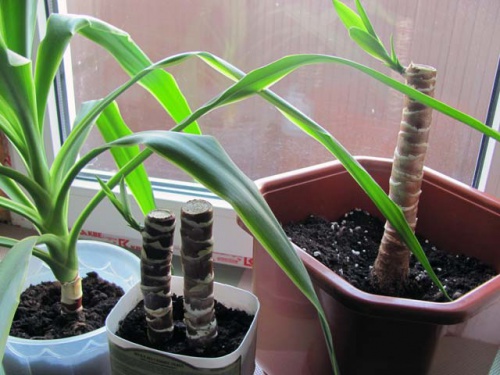 Yucca kotona: hoito ja lisääntyminen