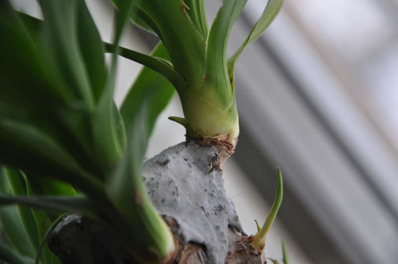 Yucca kotona: hoito ja lisääntyminen