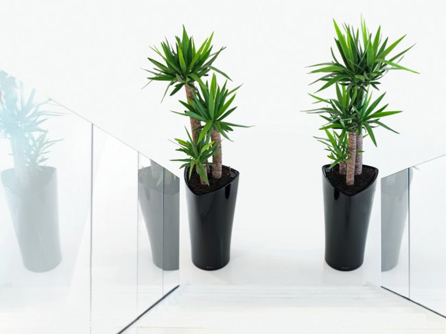 Yucca kotona: hoito ja lisääntyminen