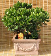 Feng Shui-toimisto
