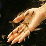Ichthyomassage: pedikyyri kalan kanssa Ichthyomassage: pedikyyri kalan kanssa