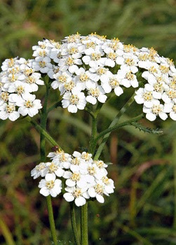 Yarrow-kokoelman herkku