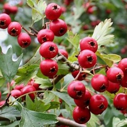 Hawthornin tinktuura