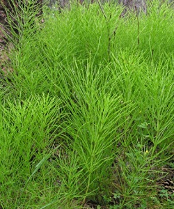 Horsetailin infuusio