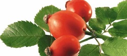 Koiran infuusio nousi