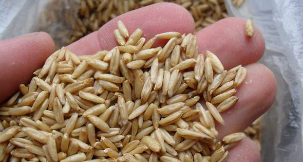 Ateroskleroosin hoito kansanvastaisilla lääkkeillä