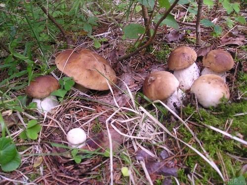 Valkoinen sieni: kuvaus, kasvupaikkojen ominaisuudet