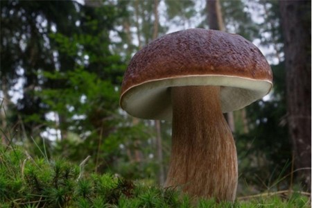 Borovik: kuva ja kuvaus