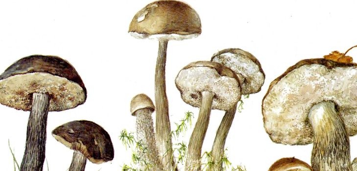 Mushroom podderozovik: kuvaus kuvaan