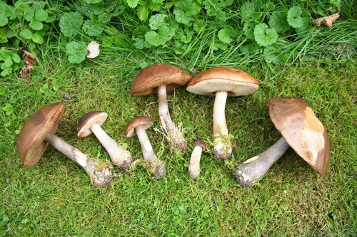 Mushroom podderozovik: kuvaus kuvaan