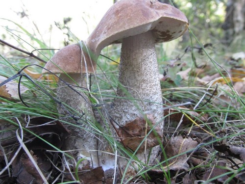Mushroom podderozovik: kuvaus kuvaan