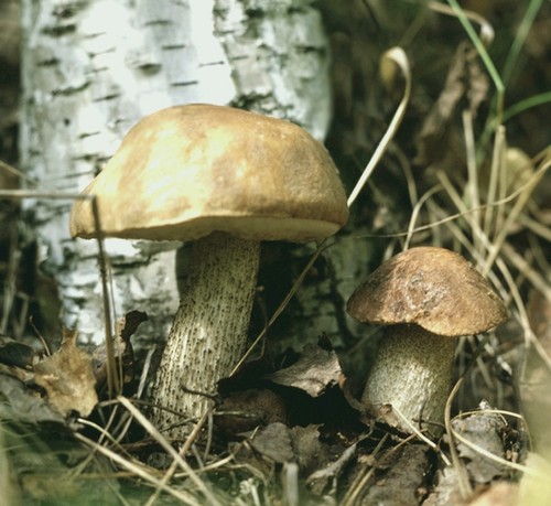 Mushroom podderozovik: kuvaus kuvaan