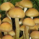 Miten erottaa vääriä hunaja-agaroita syötäviksi
