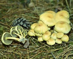 Miten erottaa vääriä hunaja-agaroita syötäviksi