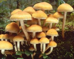 Miten erottaa vääriä hunaja-agaroita syötäviksi