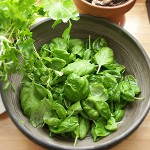 Miten hankkia sorrel talvella?