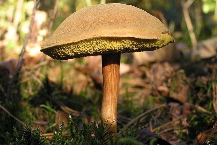 Mitkä sienet ovat useimmiten unohdettu metsään