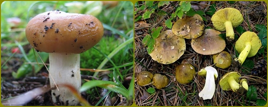 Mitkä sienet ovat useimmiten unohdettu metsään