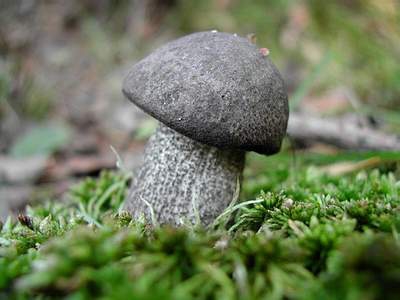 Paras syksyn sieni: karhunvatukka