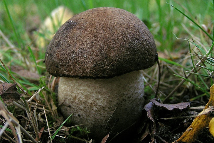 Paras syksyn sieni: karhunvatukka