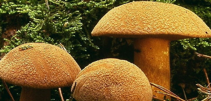 Sienien sieni: kuvaukset ja varotoimet "hiljaisen metsästyksen" aikana