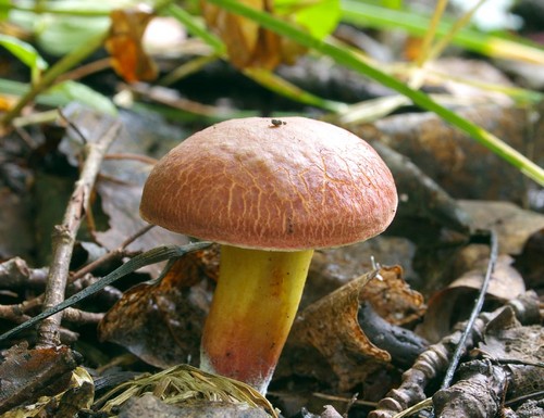 Sienien sieni: kuvaukset ja varotoimet "hiljaisen metsästyksen" aikana